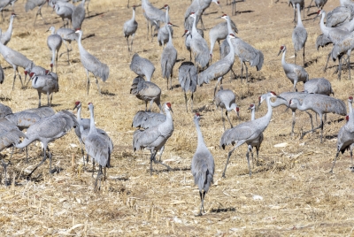 Sandhill Cranes Bosque NM Dec 2020
